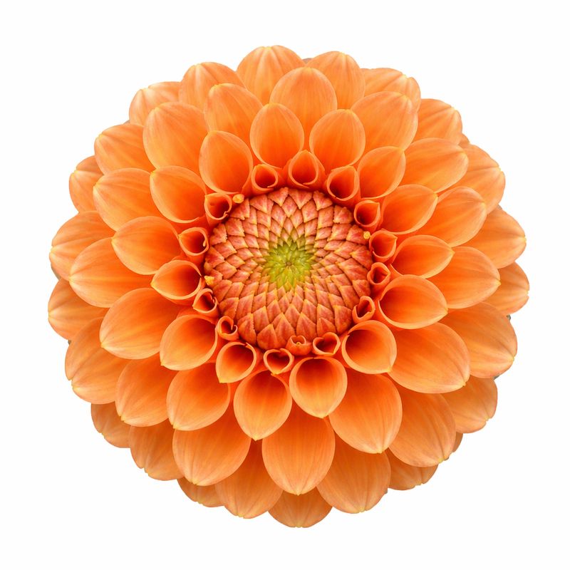 Dahlia - Maarn