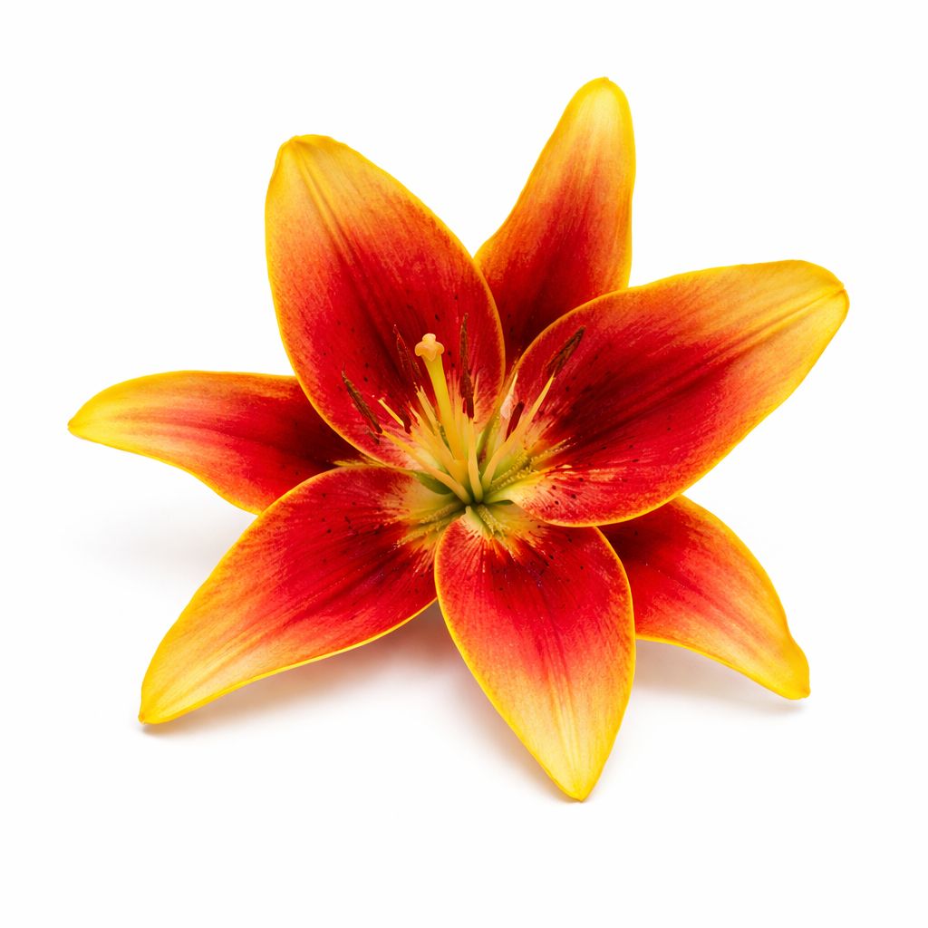 Lily - Novelty Kaveri