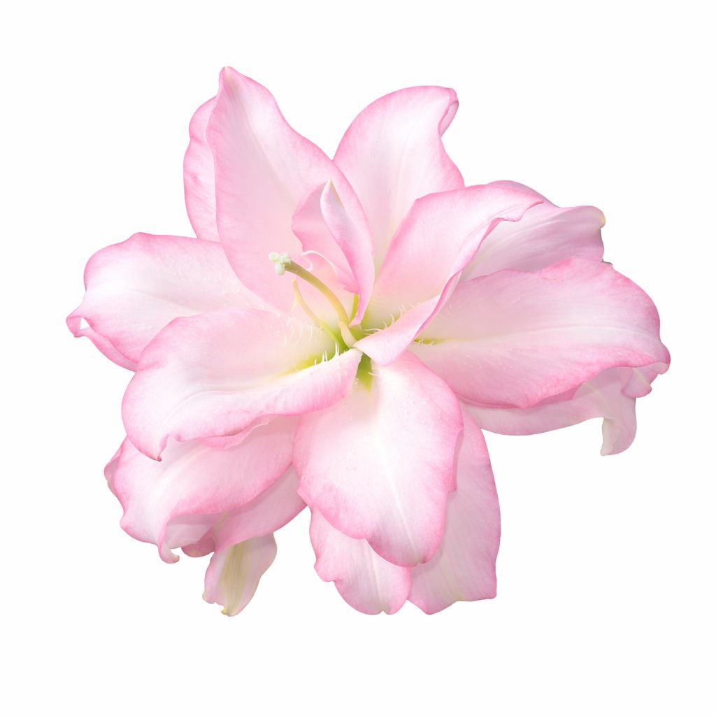 Lily - Double Oriental Roselily Anouska