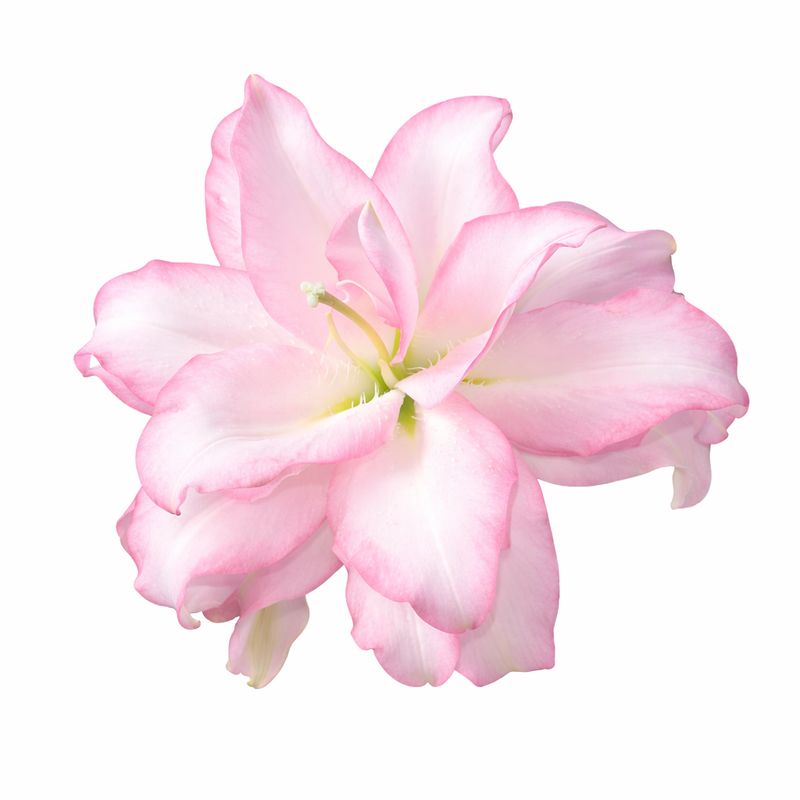 Lily - Double Oriental Roselily Anouska