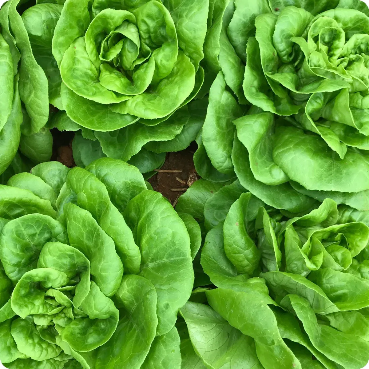 Winter Density (Head Romaine) Lettuce Seeds 1765