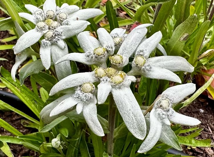 Edelweiss Seeds 6347
