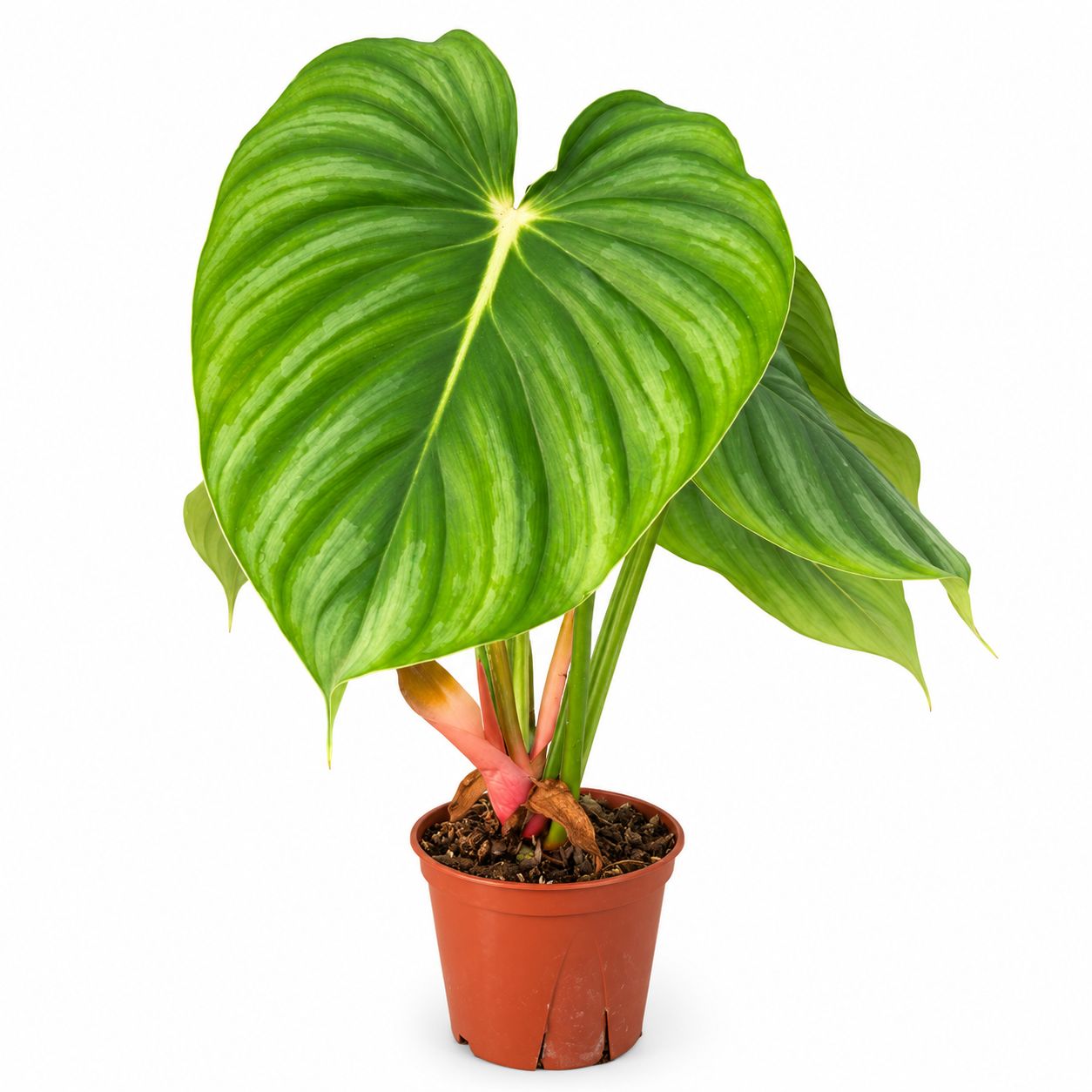 Philodendron Pastazanum Silver - 4"