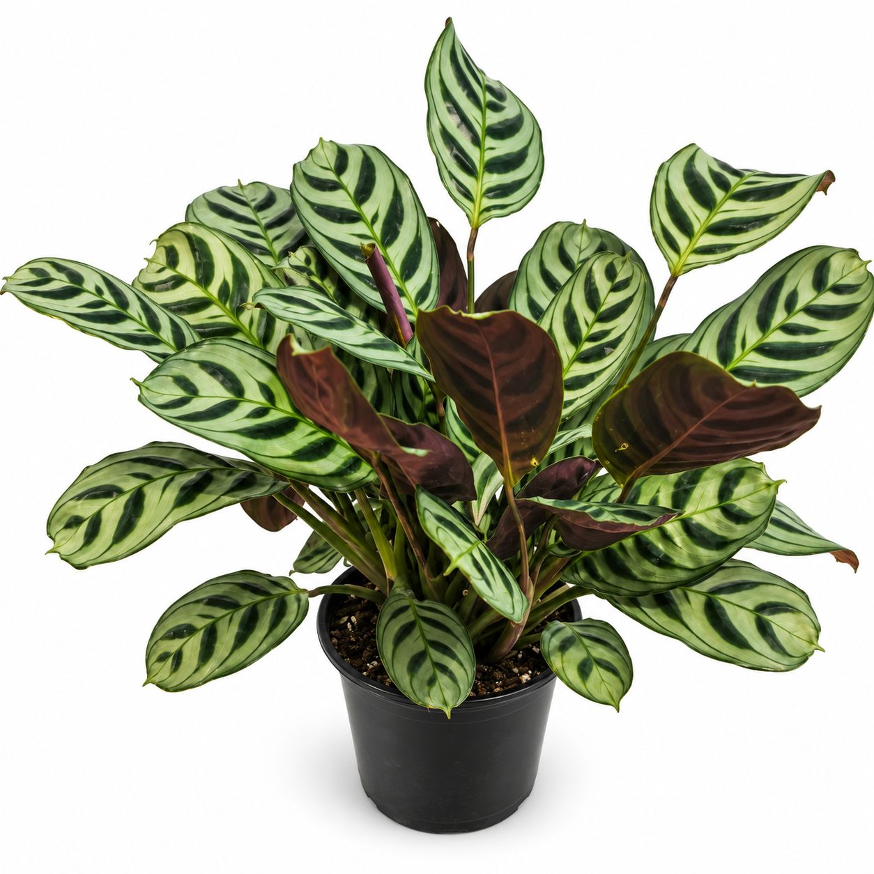 Calathea Freddie - 4"