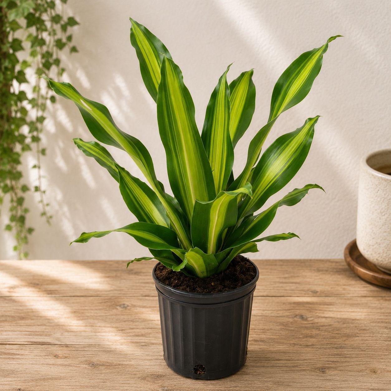 Dracaena Golden Heart - 10"