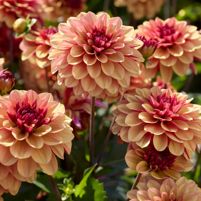 Dahlia - Creme de Cognac