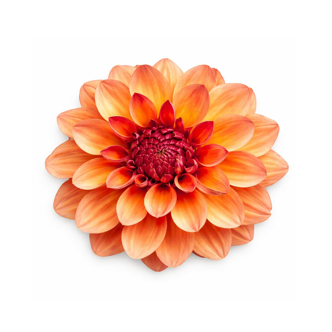 Dahlia - Creme de Cognac