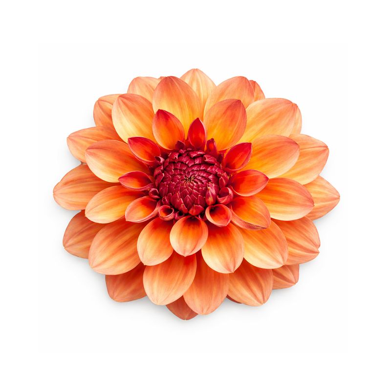 Dahlia - Creme de Cognac