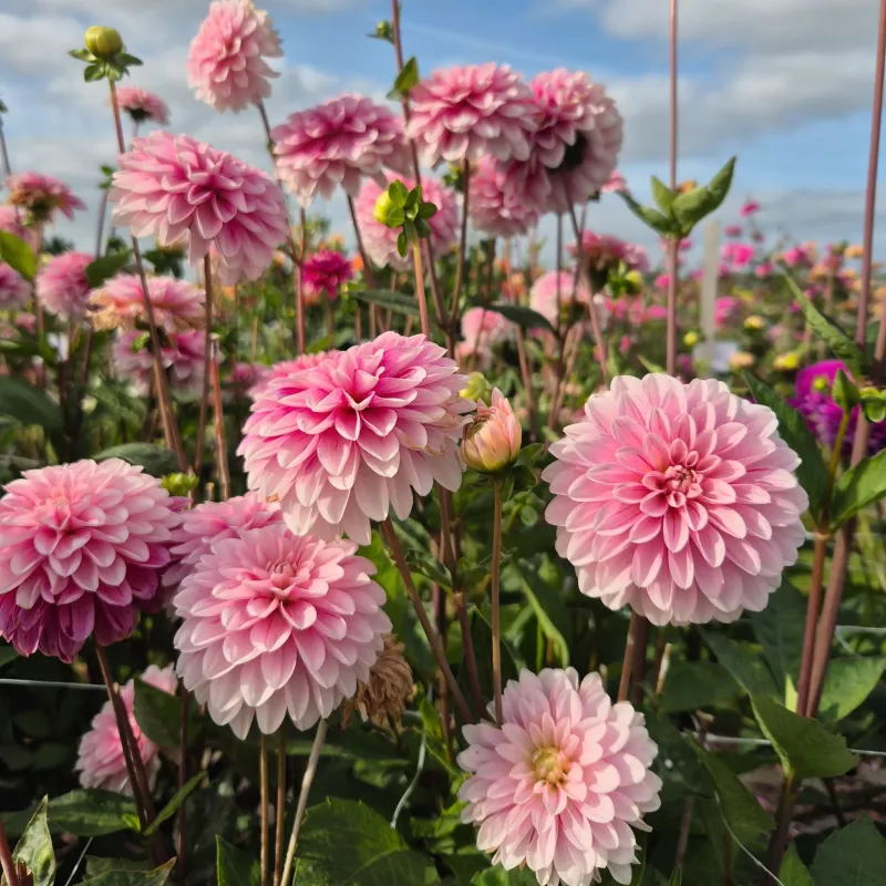 Dahlia - Strawberry Cream
