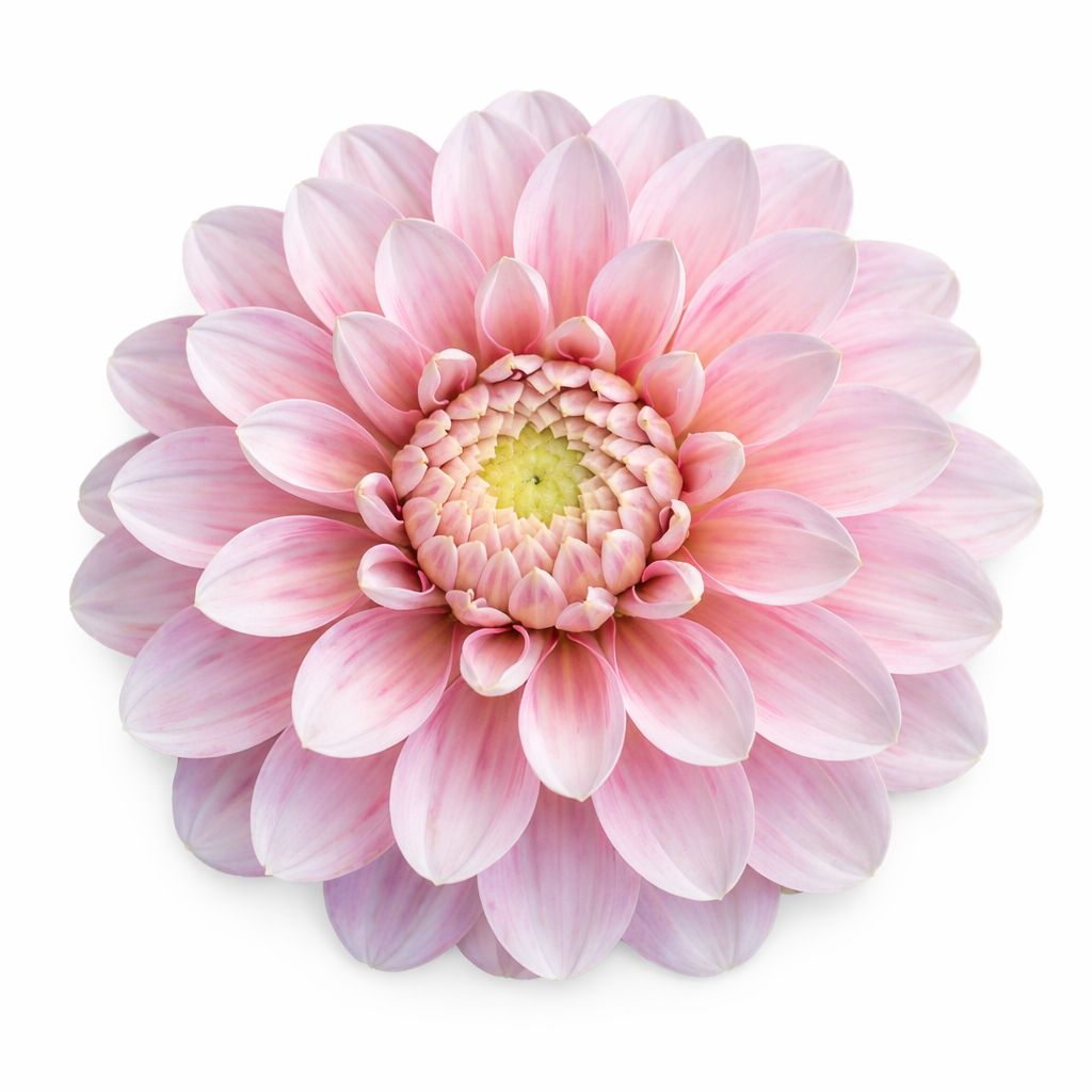 Dahlia - Strawberry Cream