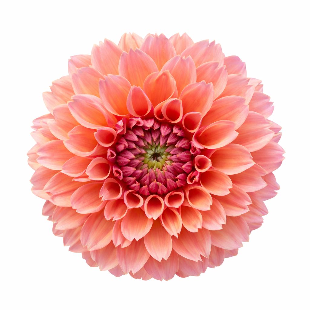 Dahlia - Linda's Baby