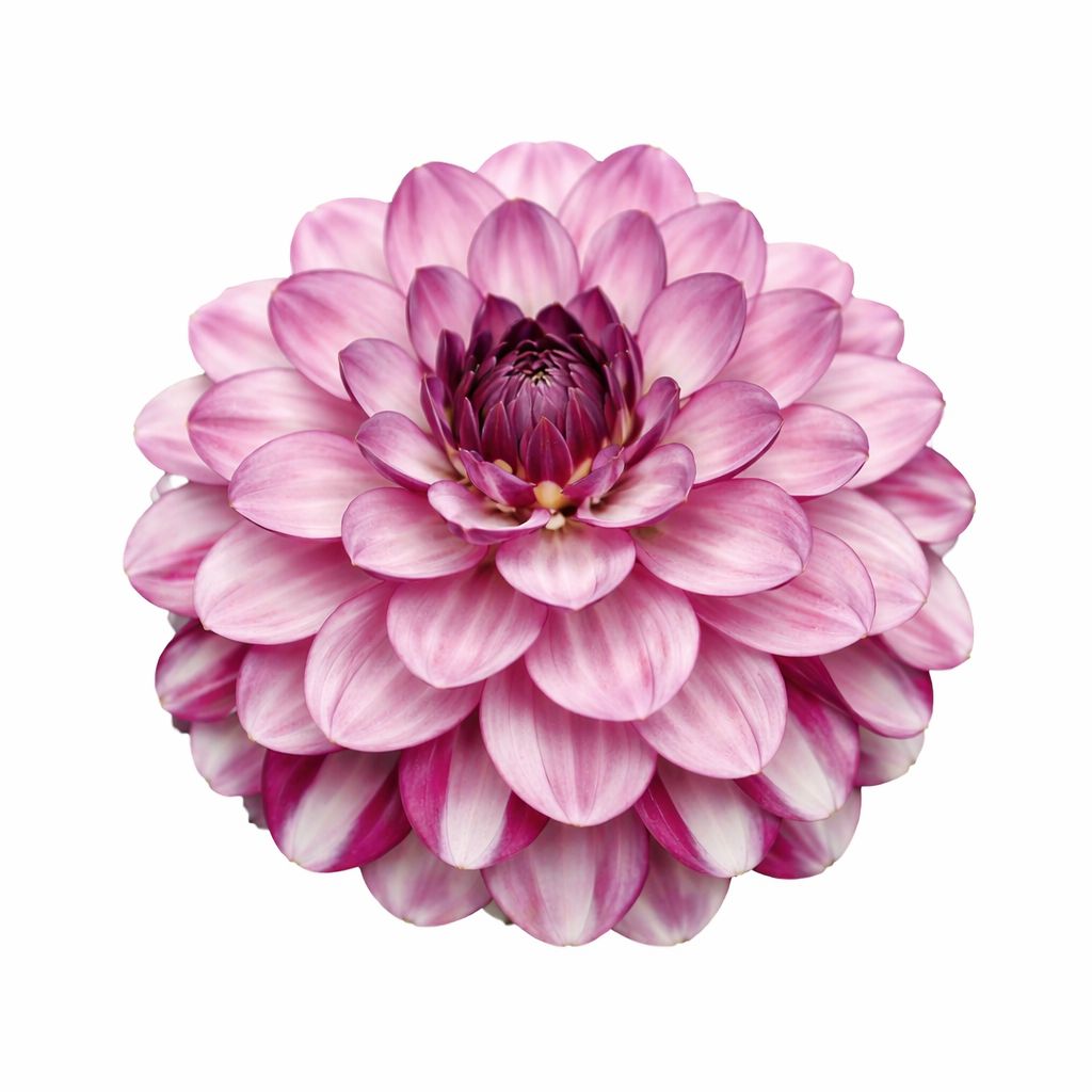 Dahlia - Smokey Amethyst - Pack of 3