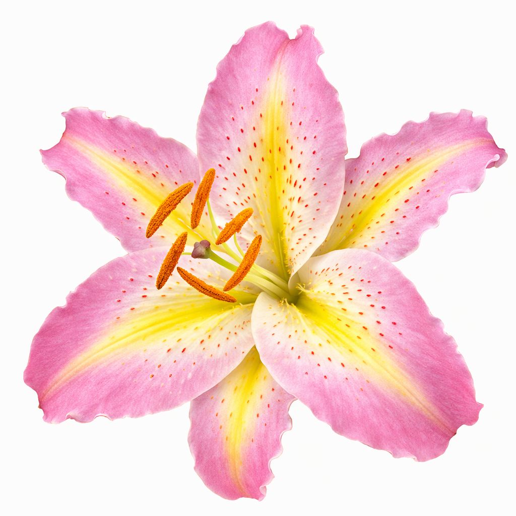 Lily - Oriental Captain Tricolore