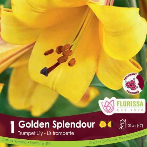Lily - Trumpet Golden Splendour