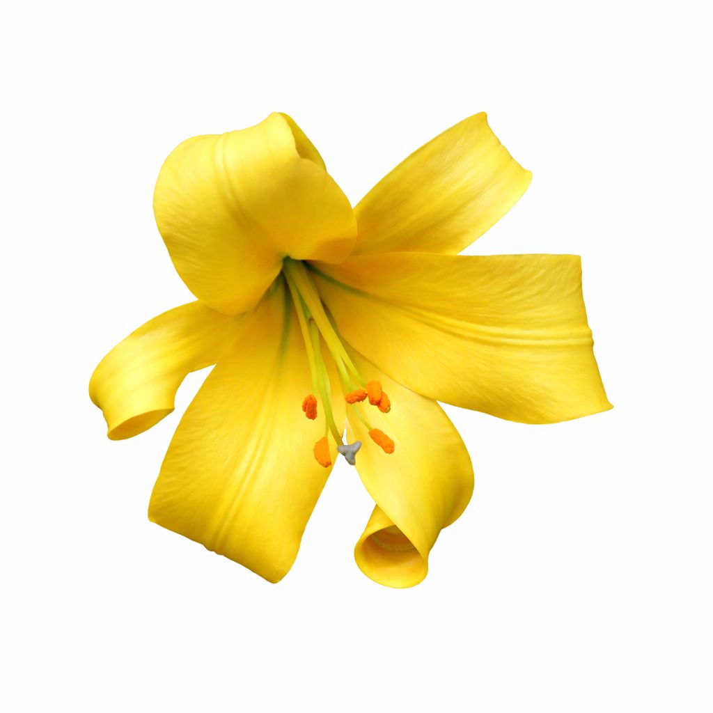 Lily - Trumpet Golden Splendour