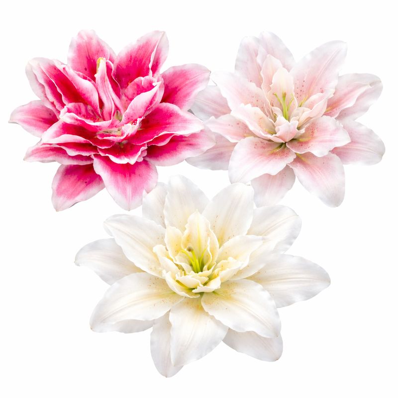 Lily - Double Oriental Roselily Romance Mix - Pack of 2