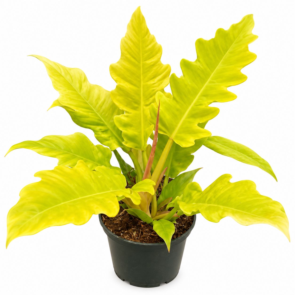 Philodendron Golden Crocodile - 6"