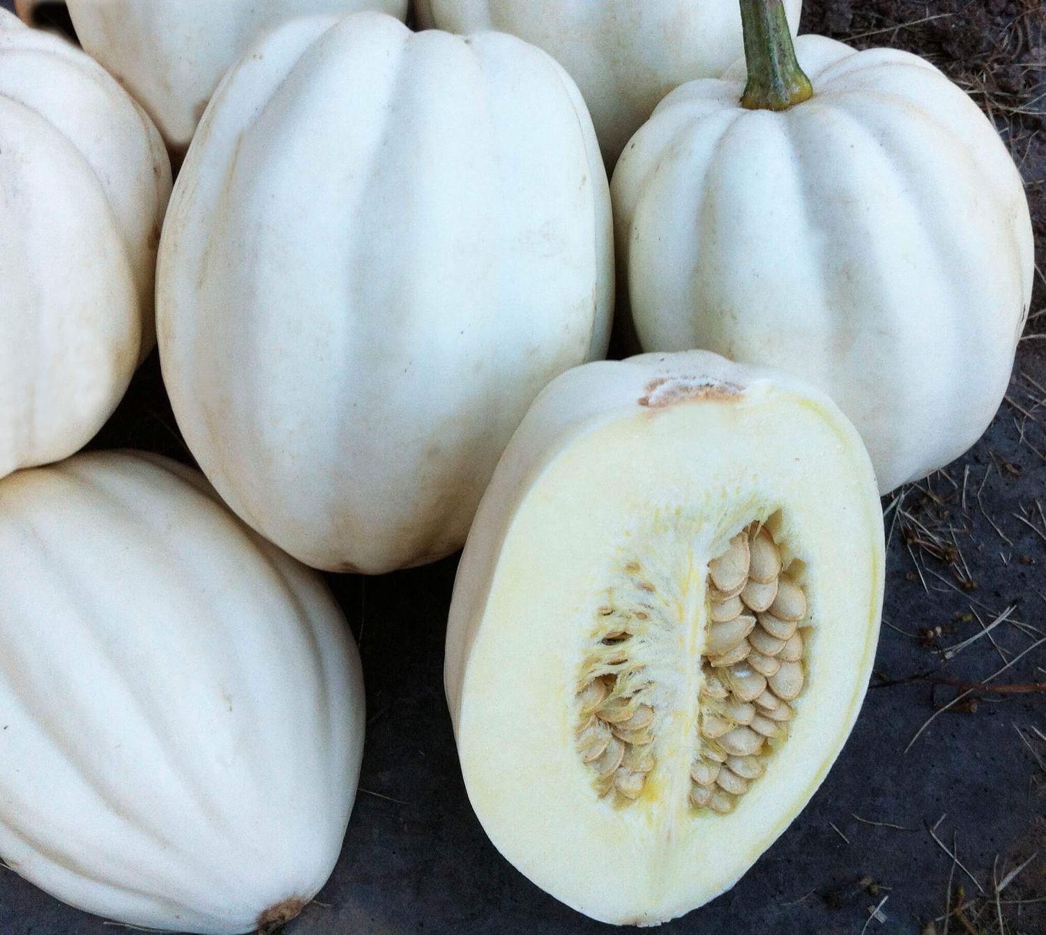 Squash Mashed Potatoes (Winter Type) Seeds 2258