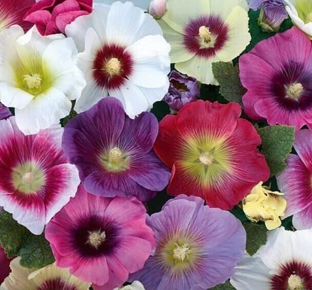 Hollyhock Halo Mix Seeds 6522