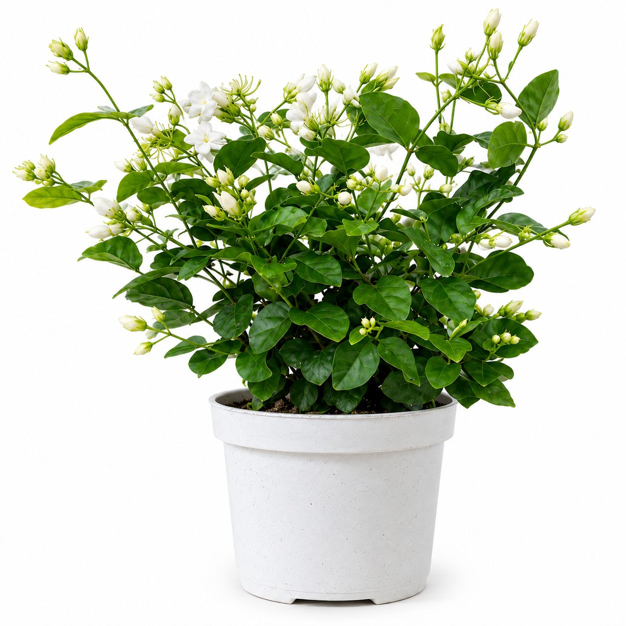 Jasmine Sambac Maid of Orleans - 6"