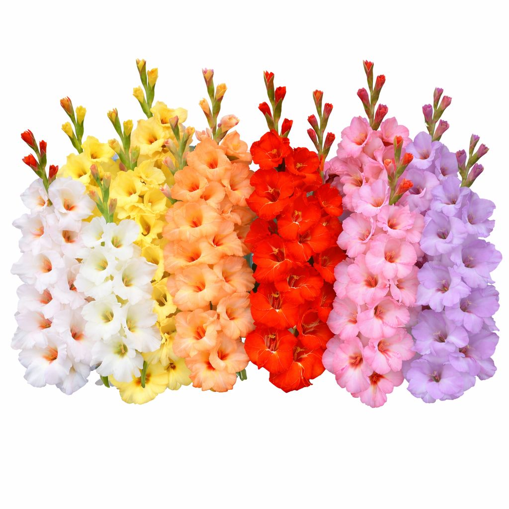 Gladiulus - Rainbow Mix - Pack of 15