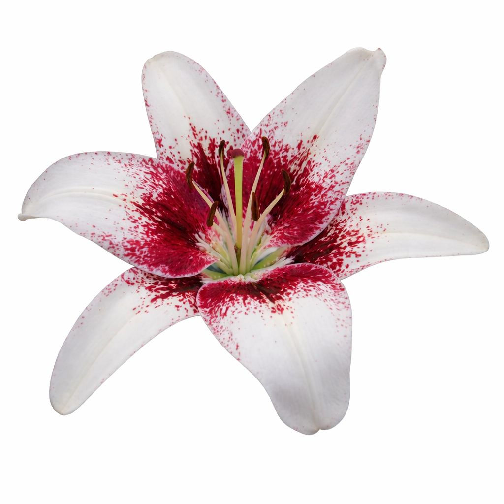 Lily - Kiss Easy Spot