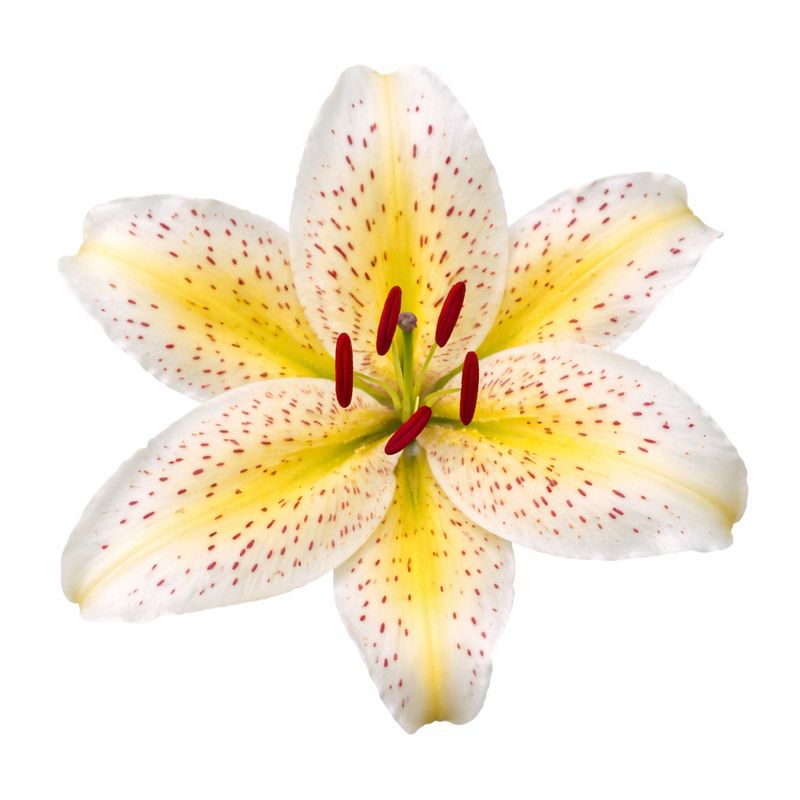 Lily - Oriental Tiger Moon