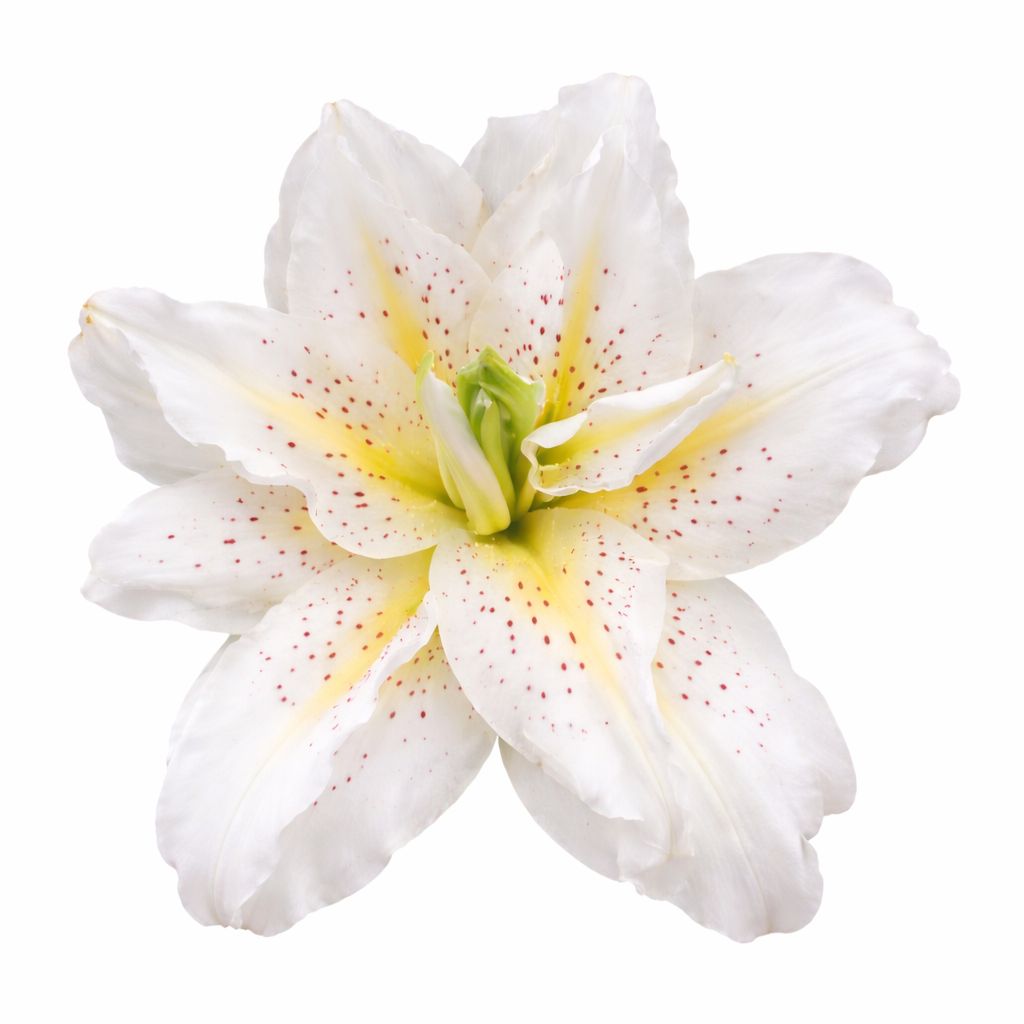 Lily - Double Oriental Roselily Sita