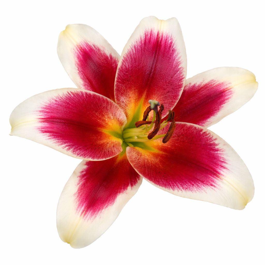 Lily - Oriental Tiger Hybrid African Lady