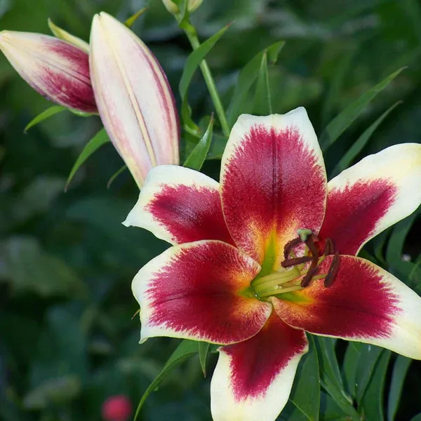 Lily - Oriental Tiger Hybrid African Lady