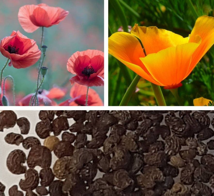 Oriental Poppy Mixed Colours Seeds 6589