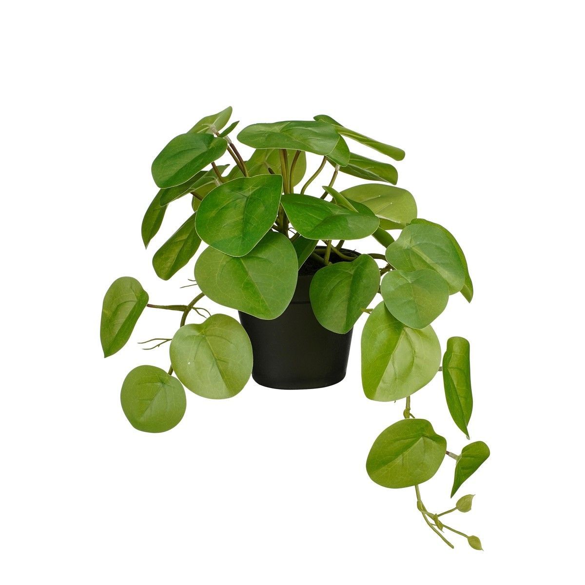 Pilea Hanging In Pot Green - l40xw22Xh23cm