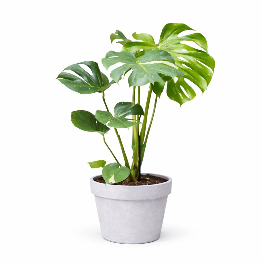 Monstera Thai Constellation - 10"