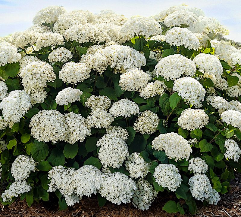 Hydrangea - FlowerFull - 8"