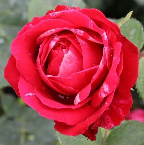 Rose - Oscar Peterson Canadian Artist - Hardy #2 - NO WARRANTY