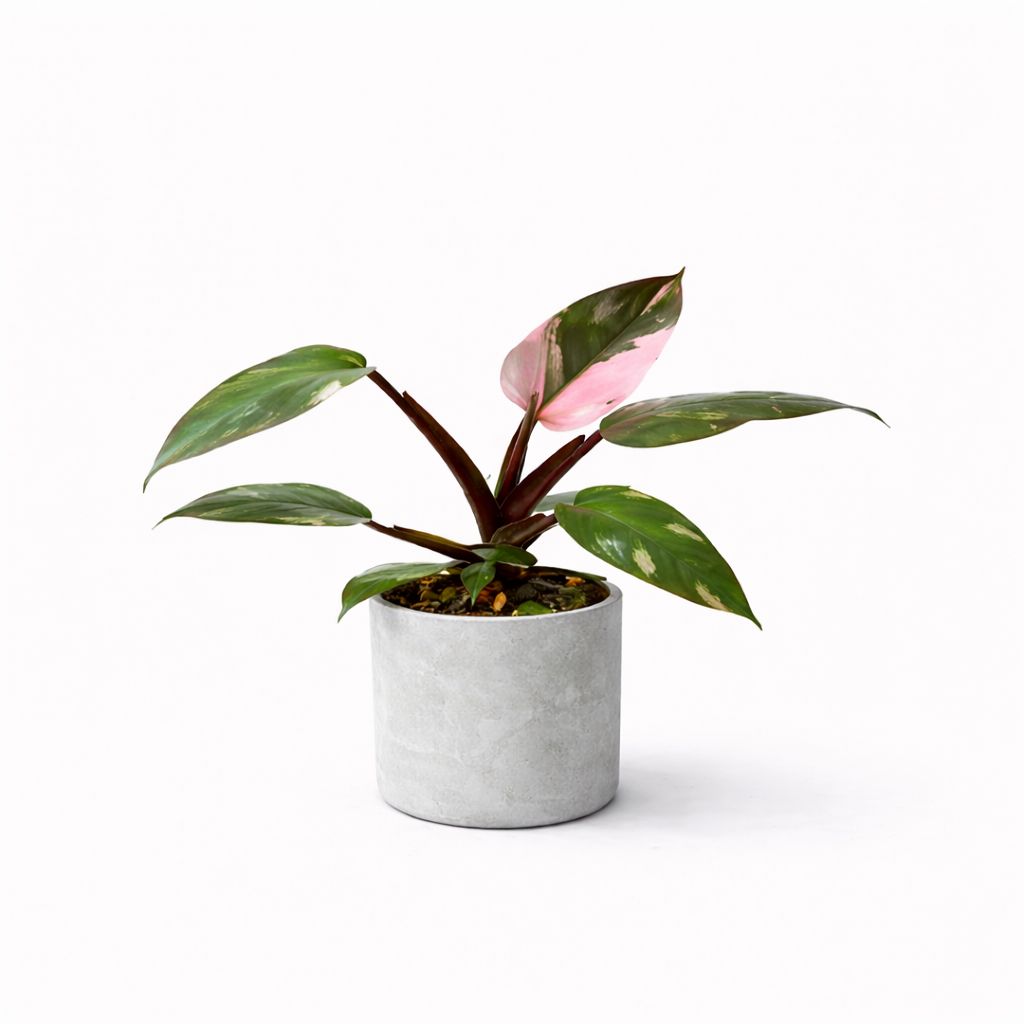 Philodendron Pink Princess - 4"