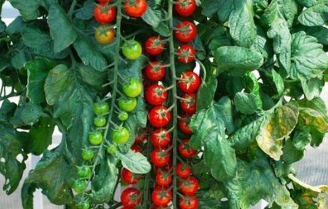 Tomato - Rapunzel (6 Pack Large)