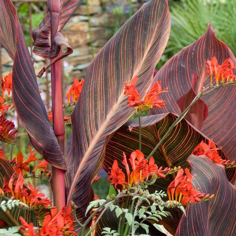 Canna Lily - Tropicana Red/Green