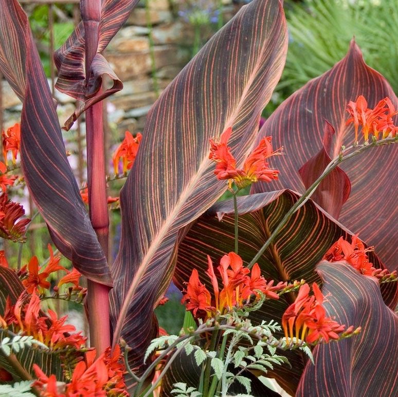 Canna Lily - Tropicana Red/Green Canna Lily - Tropicana Red/Green