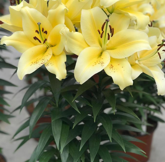 Lilium (Lily) - Oriental Pot Lily Sunny Bliss