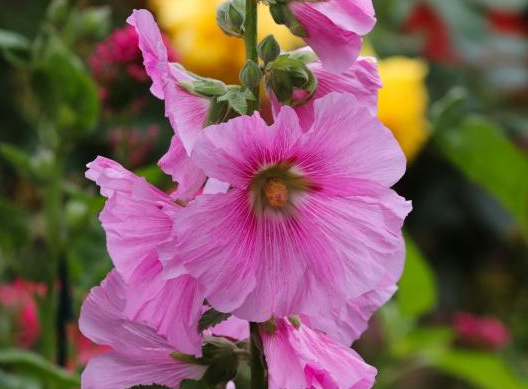 Alcea Rosea (Hollyhock) - Spotlight Radiant Rose