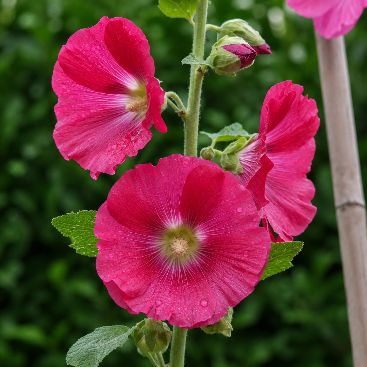 Alcea Rosea (Hollyhock) - Spotlight Radiant Rose