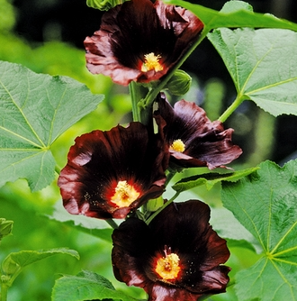 Alcea Rosea (Hollyhock) - Spotlight Blacknight Alcea Rosea (Hollyhock) - Spotlight Blacknight