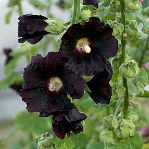 Alcea Rosea (Hollyhock) - Spotlight Blacknight