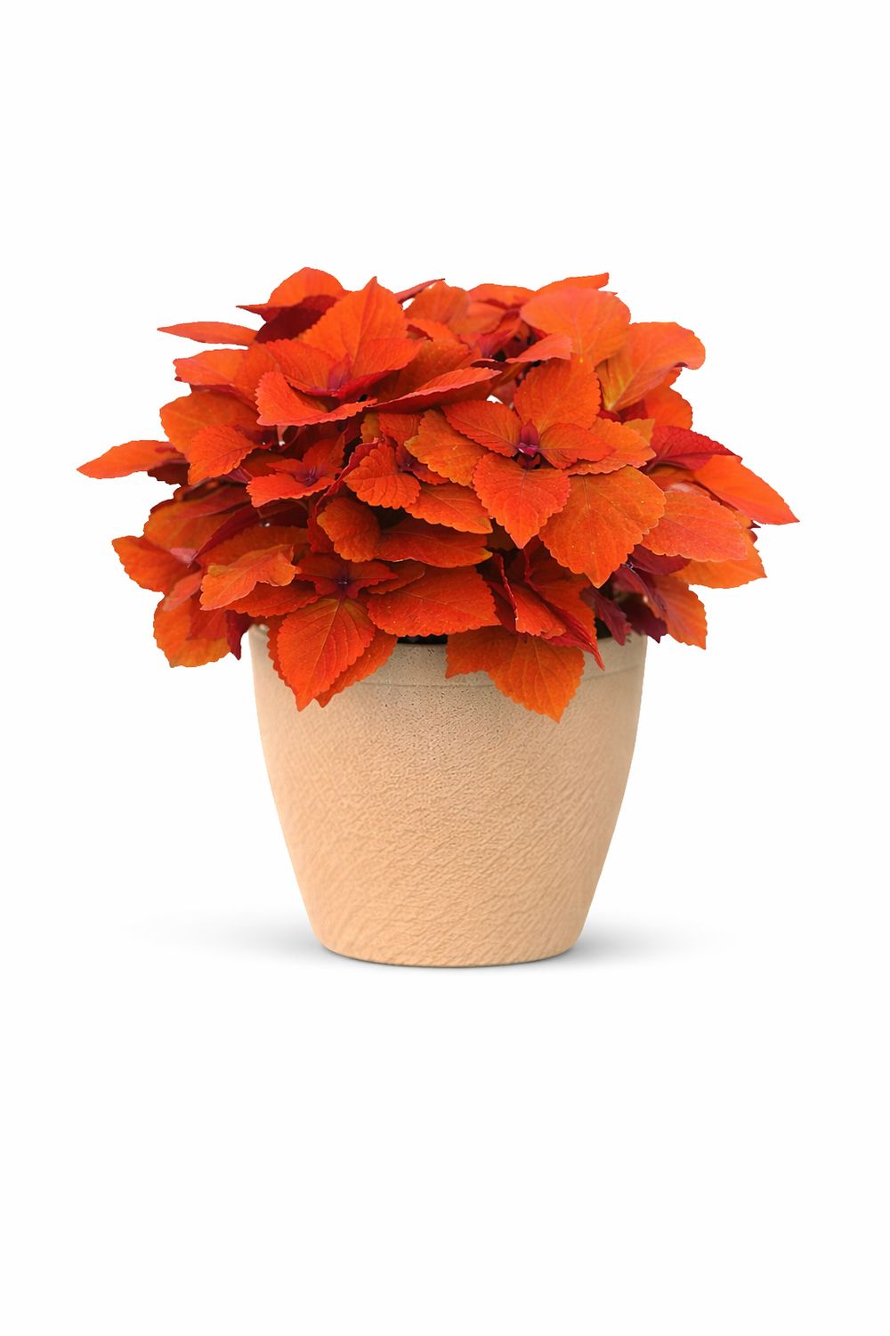 Coleus - ChargedUp Campfire