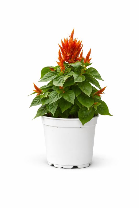 Celosia - Fire Orange
