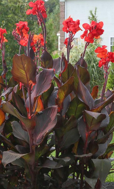 Canna Lily - Tropicana Black