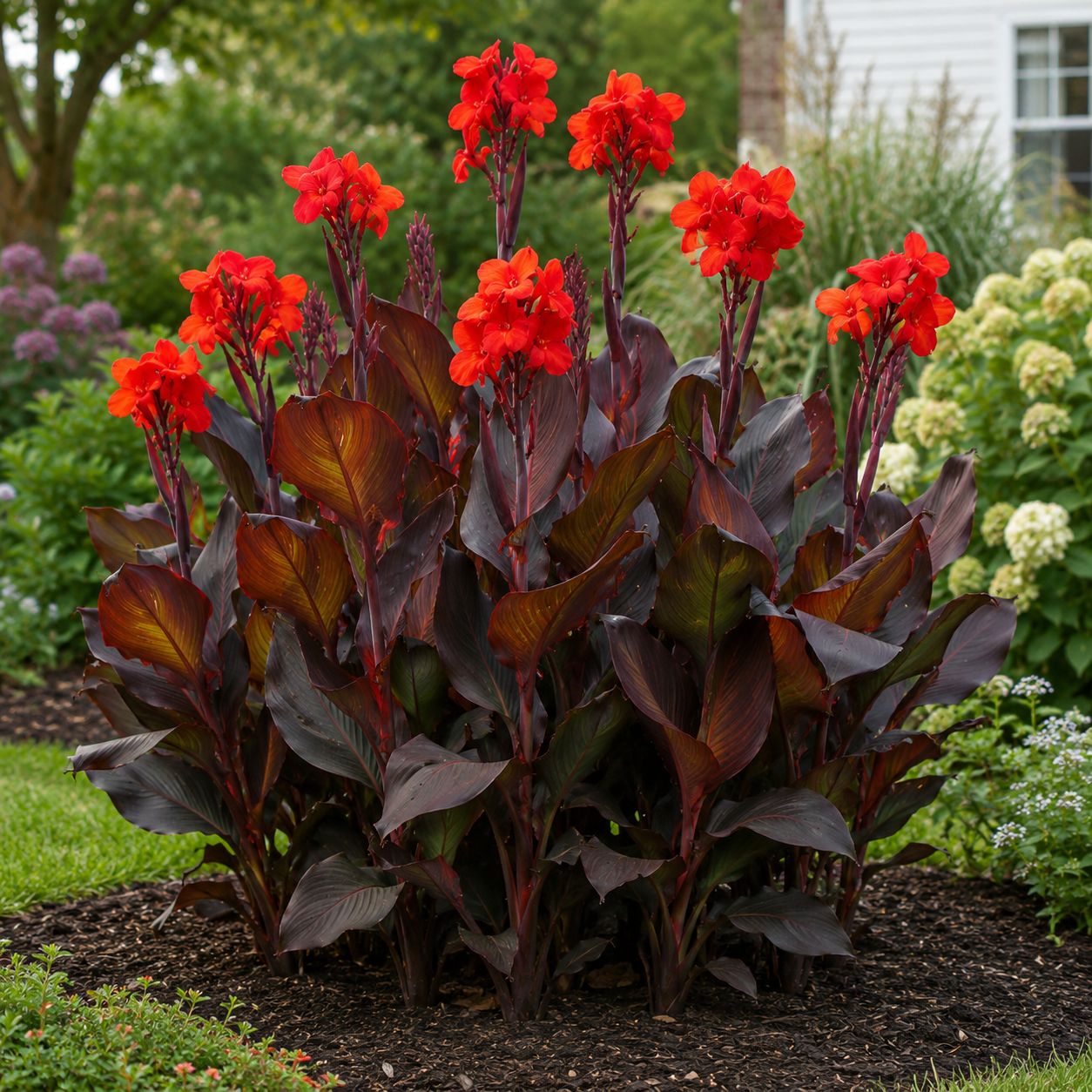 Canna Lily - Tropicana Black Canna Lily - Tropicana Black
