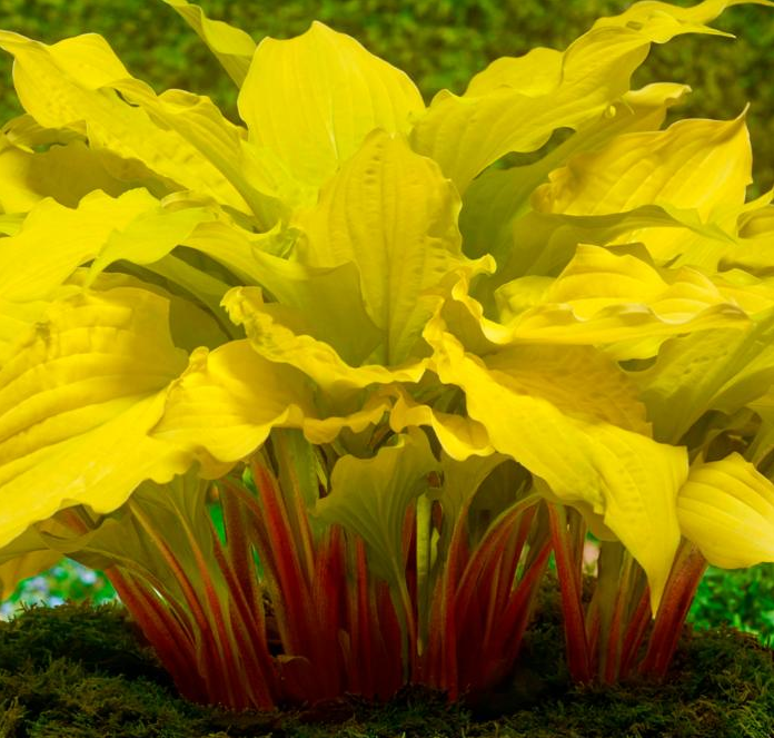 Hosta (Plantain Lily) - Lipstick Blonde