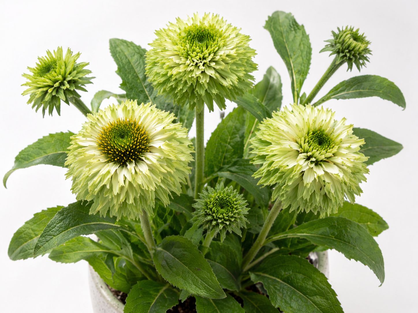 Echinacea - Purpurea Sunseekers Apple Green Echinacea - Purpurea Sunseekers Apple Green